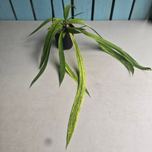 Load image into Gallery viewer, #CM2 Variegated Anthurium Vittarifolium