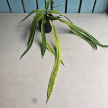 Load image into Gallery viewer, #CM2 Variegated Anthurium Vittarifolium