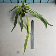 Load image into Gallery viewer, #CM2 Variegated Anthurium Vittarifolium