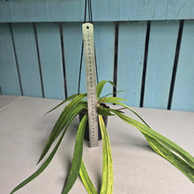 Load image into Gallery viewer, #CM2 Variegated Anthurium Vittarifolium