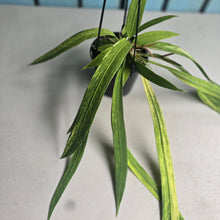 Load image into Gallery viewer, #CM2 Variegated Anthurium Vittarifolium