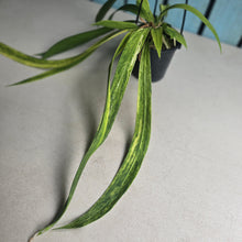 Load image into Gallery viewer, #CM2 Variegated Anthurium Vittarifolium