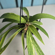 Load image into Gallery viewer, #CM2 Variegated Anthurium Vittarifolium