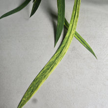 Load image into Gallery viewer, #CM2 Variegated Anthurium Vittarifolium
