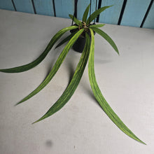 Load image into Gallery viewer, #CM3 Variegated Anthurium Vittarifolium