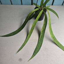 Load image into Gallery viewer, #CM3 Variegated Anthurium Vittarifolium