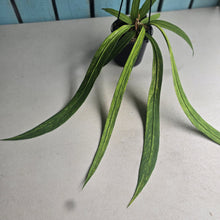 Load image into Gallery viewer, #CM3 Variegated Anthurium Vittarifolium