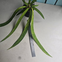 Load image into Gallery viewer, #CM3 Variegated Anthurium Vittarifolium