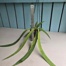 Load image into Gallery viewer, #CM3 Variegated Anthurium Vittarifolium