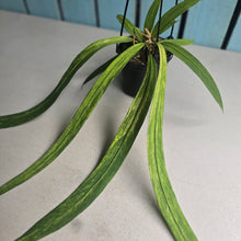 Load image into Gallery viewer, #CM3 Variegated Anthurium Vittarifolium