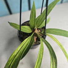 Load image into Gallery viewer, #CM3 Variegated Anthurium Vittarifolium