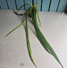 Load image into Gallery viewer, #W17 Variegated Anthurium Vittarifolium