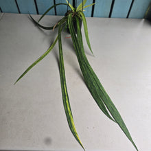 Load image into Gallery viewer, #W17 Variegated Anthurium Vittarifolium