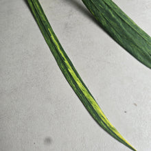 Load image into Gallery viewer, #W17 Variegated Anthurium Vittarifolium