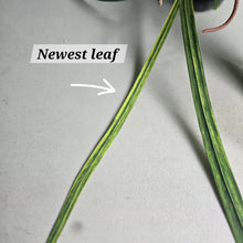 Load image into Gallery viewer, #W17 Variegated Anthurium Vittarifolium