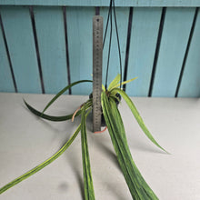 Load image into Gallery viewer, #W17 Variegated Anthurium Vittarifolium
