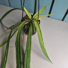 Load image into Gallery viewer, #W17 Variegated Anthurium Vittarifolium