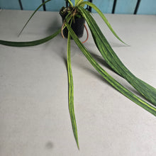 Load image into Gallery viewer, #W17 Variegated Anthurium Vittarifolium