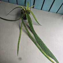 Load image into Gallery viewer, #W17 Variegated Anthurium Vittarifolium