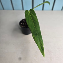 Load image into Gallery viewer, #W8 Anthurium Panamense