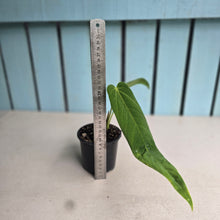 Load image into Gallery viewer, #W8 Anthurium Panamense