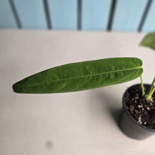 Load image into Gallery viewer, #W8 Anthurium Panamense