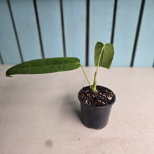 Load image into Gallery viewer, #W8 Anthurium Panamense