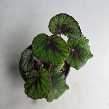 Load image into Gallery viewer, #R433 Begonia Unknown