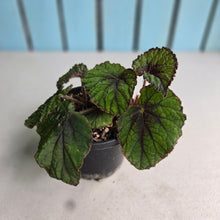 Load image into Gallery viewer, #R433 Begonia Unknown