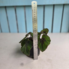Load image into Gallery viewer, #R433 Begonia Unknown