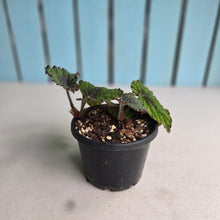 Load image into Gallery viewer, #R433 Begonia Unknown