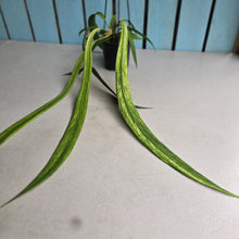 Load image into Gallery viewer, #W28 Variegated Anthurium Vittarifolium