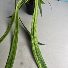 Load image into Gallery viewer, #W28 Variegated Anthurium Vittarifolium