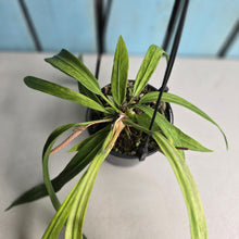 Load image into Gallery viewer, #W28 Variegated Anthurium Vittarifolium