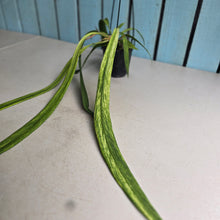 Load image into Gallery viewer, #W28 Variegated Anthurium Vittarifolium