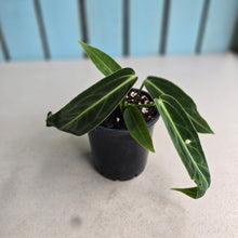 Load image into Gallery viewer, #i119 Anthurium Warocqueanum