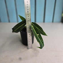 Load image into Gallery viewer, #i119 Anthurium Warocqueanum