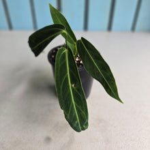 Load image into Gallery viewer, #i119 Anthurium Warocqueanum