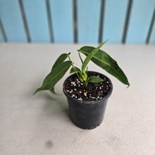 Load image into Gallery viewer, #i119 Anthurium Warocqueanum