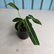 Load image into Gallery viewer, #W11 Anthurium Warocqueanum