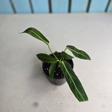 Load image into Gallery viewer, #W11 Anthurium Warocqueanum