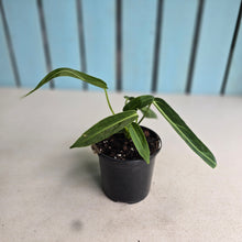 Load image into Gallery viewer, #W11 Anthurium Warocqueanum