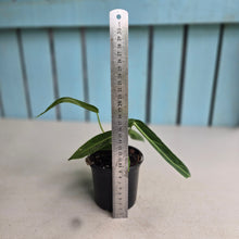 Load image into Gallery viewer, #W11 Anthurium Warocqueanum