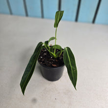Load image into Gallery viewer, #W11 Anthurium Warocqueanum
