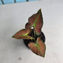 Load image into Gallery viewer, #M94 Caladium
