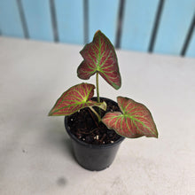 Load image into Gallery viewer, #M94 Caladium