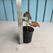 Load image into Gallery viewer, #M94 Caladium