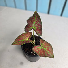 Load image into Gallery viewer, #M94 Caladium