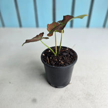 Load image into Gallery viewer, #M94 Caladium