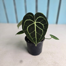 Load image into Gallery viewer, #B43 Anthurium Clarinervium
